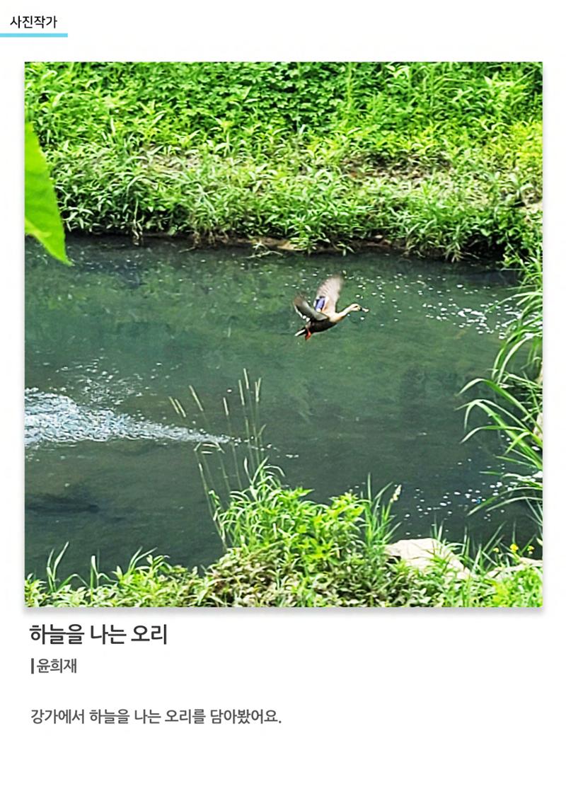 갤러리 비상 64페이지